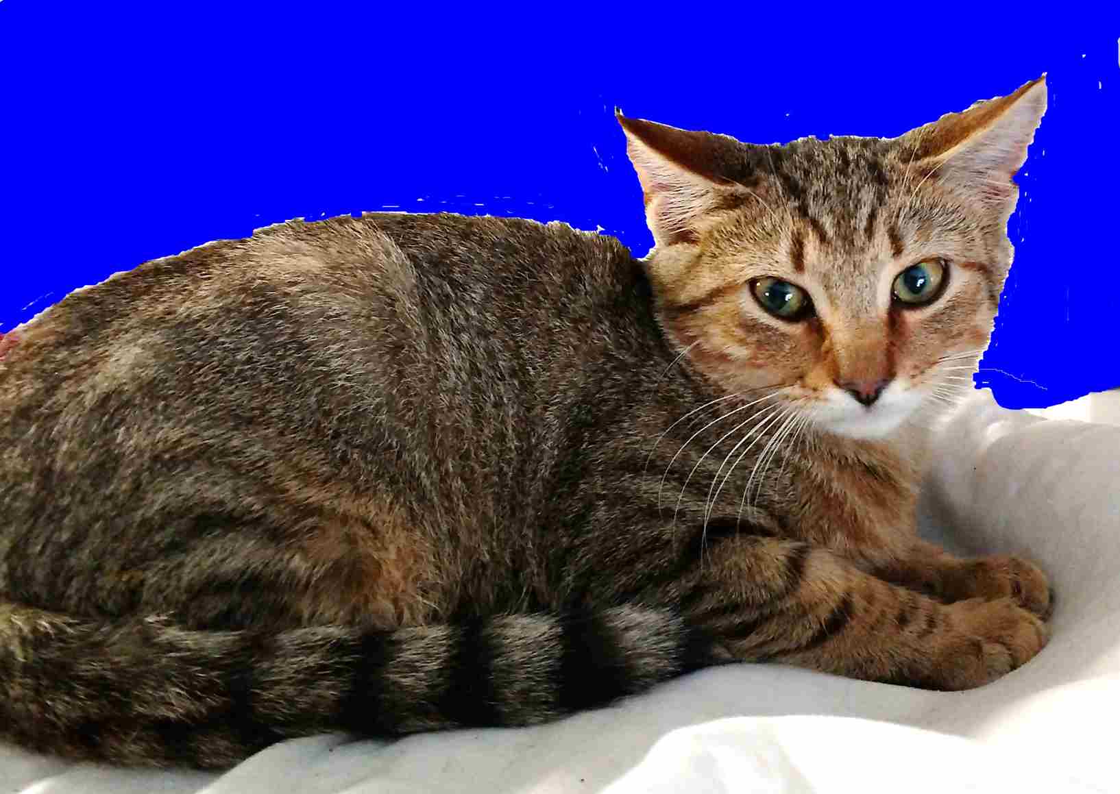 cats unlimited adopted cats unlimited adopted
